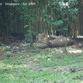 20090423 Singapore Zoo  24 of 97 